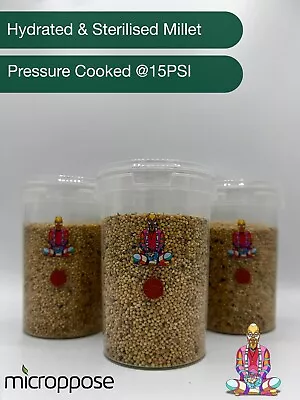 Millet Grain Sterilised & Hydrated X3 Containers Mushroom Growing Spawn 900g • £14.99