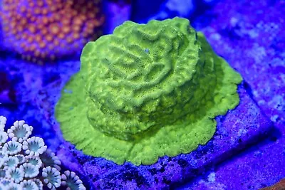 Incredible Hulk Leptosaris  (FRAGS) Live Corals Reef Tank Zoas LPS SPS 🪸 • £24.99