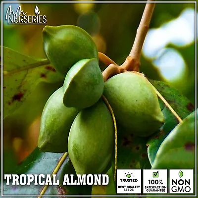 $25 • Buy Tropical Almond Plants Terminalia Catappa Live Plant 8 - 12 Inch Tall