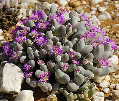 Gibbaeum Pubescens @@ Rare Mesembs Cactus Seed 20 SEEDS • $8.99