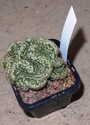 Mammillaria Elongata Crested - Nice Cactus   50mm  (Not For W.A. N.T. Tas) • $12.95