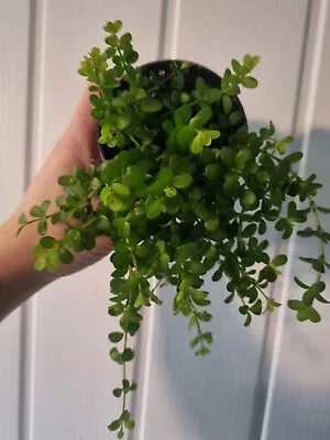 £8 • Buy Peperomia Rotundifolia 8cmPot Houseplant Trailing Jade Terrarium Creeping Plant 