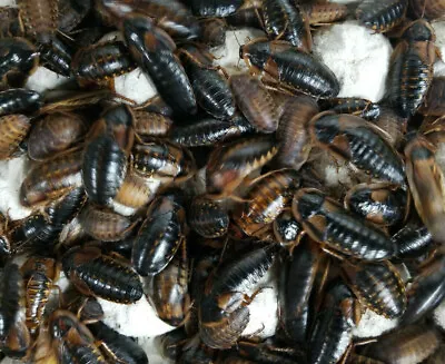 Dubia Roaches Starter Colony Pick A QTY + Bonus Cleaner Crew • $23