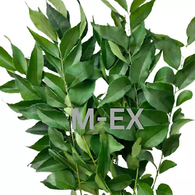 Curry Leaves Kadi Pata - Pandan Leaves Fresh & Dry Premium Healthy - Free  P&P • £2.99