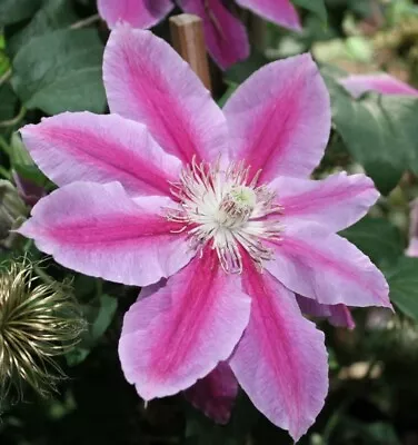 Clematis Dr.Ruppel White And Pink Blooms Perennial Outdoor Live Plant 2.5  Pot • $19.95