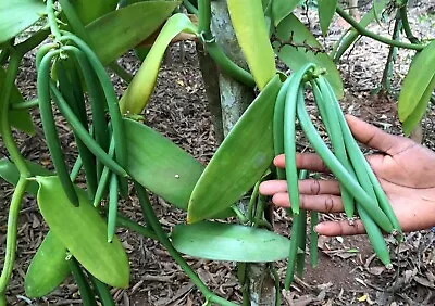 Vanilla Planifolia Plant ~ Vanilla Planifolia Grafting ~ Free Phytosanitary • $280