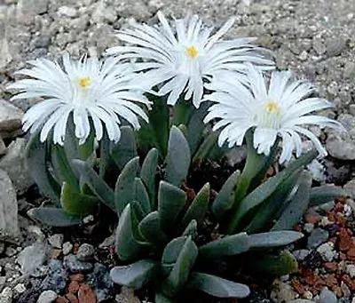 Ebracteola Montis Rare Living Stone  Mesembs Rock Ice Plant  Seed 15 SEEDS • $8.99