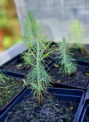 Mexican Weeping Pine • £9