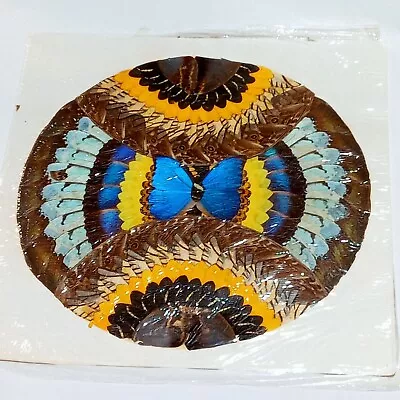 Butterfly Wing Folk Art 17 X 17 Vintage Collage Mosaic Insect Bug Taxidermy B13 • $79.99