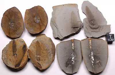 Mazon Creek Cone Bract Fossil Lot Lepidostrobophyllum Carboniferous Plants • $12