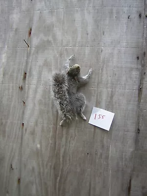 Gray Squirrel Climbing Up Free Style #155 - Mount - Taxidermy • $170