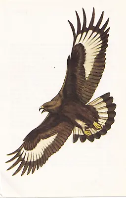 £1.89 • Buy Young Golden Eagle In Flight, Bird Of Prey Book Print
