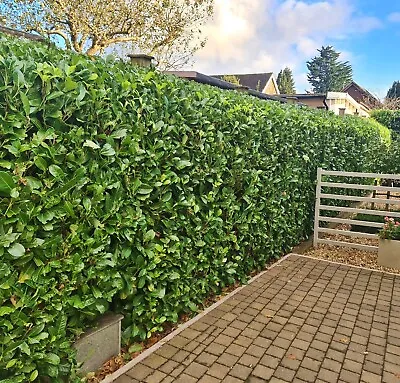 Laurel Garden Evergreen Hedge Plants Low Maintenance Bare Root Hedging 6 Sizes! • £659.99