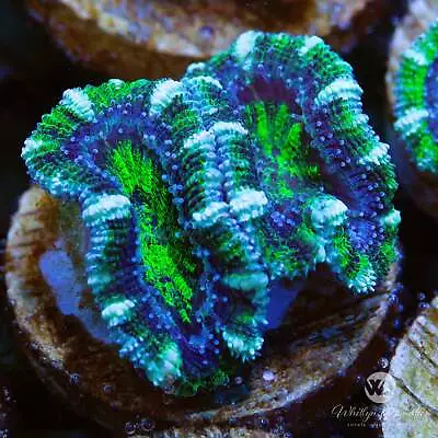 WA Jester Acan - Live Coral Frag • $43.99