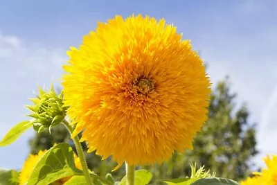 Teddy Bear Sunflower Seeds Sungold Helianthus Double Dwarf Yellow 50 To 100 • £1.99