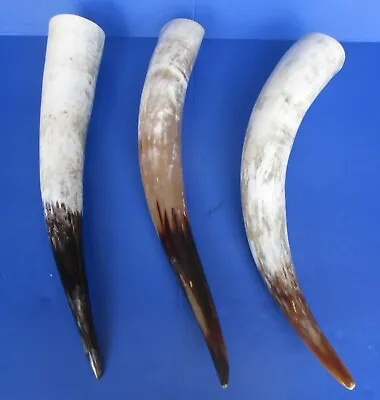 One 20 To 24 Inch Polished White Cattle/Buffalo Horn From India Taxidermy (S) • $24.99