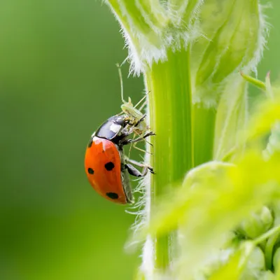 Dragonfli Ladybird Adults - Adalia Bipunctata - Live Ladybirds To Control Aphids • £24.99