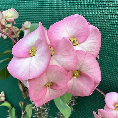 Poysean - Euphorbia Milii P041 (8-10cm Cutting) Pink (Auto Combine Postage) • $11.99