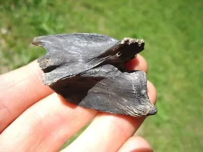 Quality Common Snapping Turtle Vertebra Florida Fossils Ice Age Giant Tortoise @ • $25