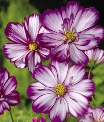 8x COSMOS BIPINNATUS FIZZY ROSE PICOTEE Plug Plants Preorder FREE P&P • £9.75