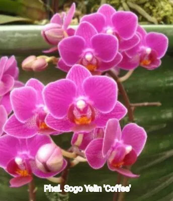 $35 • Buy FPOrchids Phalaenopsis Sogo Yenlin 'Coffee'