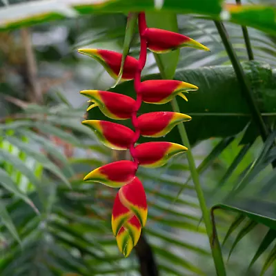 4 Plants HELICONIA ROSTRATA HANGING LOBSTER CLAW LIVE EXOTIC TROPICAL PLANT • $13.35