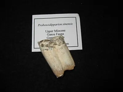 Miocene Fossil Horse Tooth Proboscidipparion Sinensis Rare Type #3 • £20