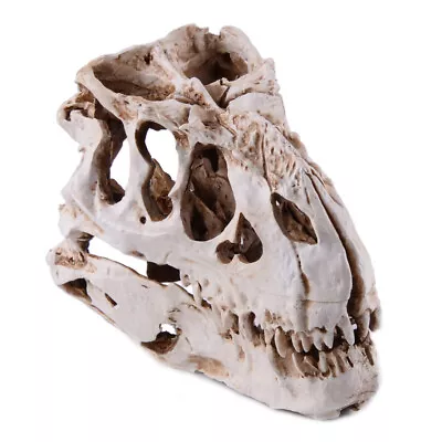 Tyrannosaurus T-Rex Skull Resin Fossil Model Dinosaur Collectibles Replica • £23.29