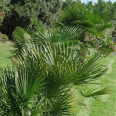 Hardy Fan Palm Chamaerops Humilis 60-80cm • £34.99