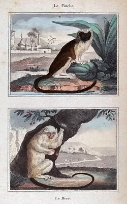 1844 Buffon Print Monkey Mico Silver Marmoset & Cotton Top Tamarin South America • $39.99