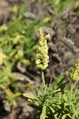 20 YELLOW LAVENDER Lavandula Viridis Canary Spanish Portuguese Flower Herb Seeds • $5