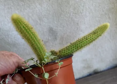 Golden Rat Tail Winteri Cactus  Plant • $19.50