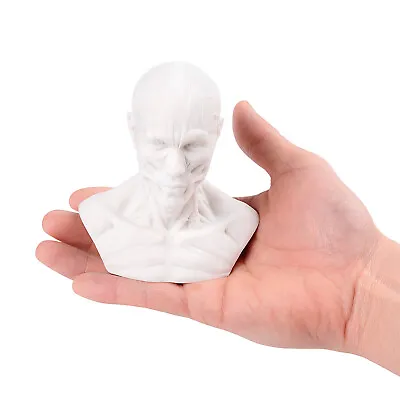 4  Human Anatomy Skull Head Muscle Bone Medical Arts Teaching Model White USA • $16.14