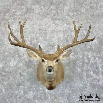 #29069 E | Mule Deer Taxidermy Shoulder Mount For Sale • $2120