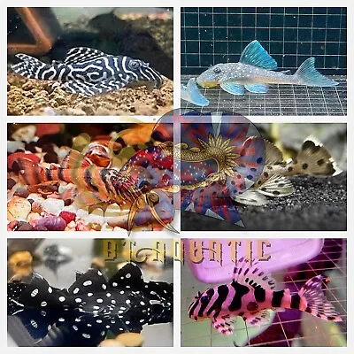 Live Pleco Fish Freshwater Aquarium-High Quality L134 L333 L600 L240 L264 & More • $50
