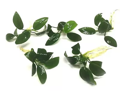£10.95 • Buy 5x Anubias Nana Petite Live Aquarium Aquatic Plants Ideal On Wood Aqua Scaping 