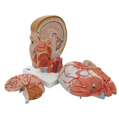 3B Scientific C07 Human Head Model With Neck 4 Part Anatomical Smart Anatomy • $995