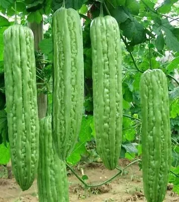 10+Green Skin Long Bitter Gourd Seeds Bitter Melon Seeds Ku Gua Asian Vegetable • $3.78