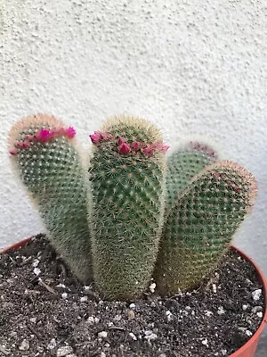 Stunning  Cluster 4 Heads Mammillaria Backebergiana Rare # K12 • $29.50