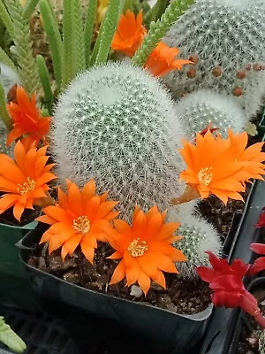 REBUTIA MUSCULA  Small Flowering Cactus • $15