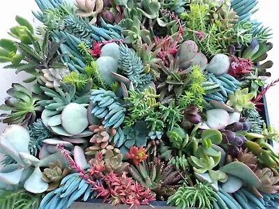 100+ SUCCULENT CUTTINGS. Lots Of Variety. Cactus Landscape Plants • $54.99