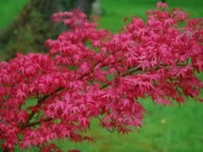 Acer Palmatum Deshojo In 3L Pot Ideal Bonsai Subject  Maple • £27.50