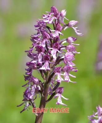 Photo  Monkey Orchid At Hartslock Oxfordshire A Clean Colourful Example Of The M • $2.27