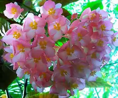 Begonia Coccinea * Angel Wing Begonia * Tropical Stunning Flowers * 10 Seeds * • $5