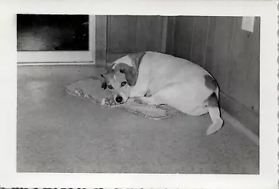 Vintage 1950s Photo Cute Beagle Dog Curled Up On Blanker Corner • $6.50