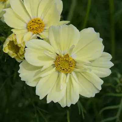 Cosmos 'Xanthos Lemon Sherbet'. Plug Plant X 6. Yellow Cosmos Bedding Flowers • £10.95