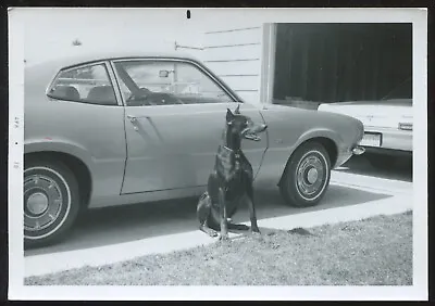 FOUND PHOTO Snapshot Vtg Doberman Dog In Front Of Car Cropped Ears • $4.99