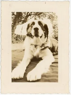 TERRIFIC 1940 Deckle Edged PHOTO St. BERNARD? DOG Poses GIANT PAWS Vintage 1940s • $7