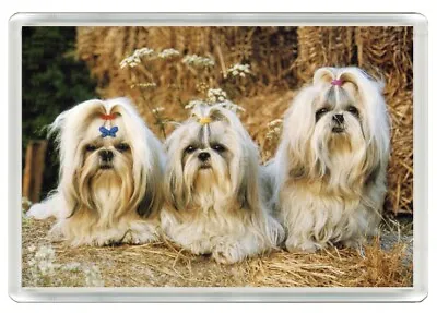 £2.99 • Buy Shih Tzu Dogs Lovely Dog Art Print Novelty Fridge Magnet Great Gift