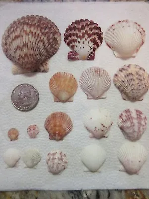 ScallopCocklePectin Seashells  - Lot Of 16 - Lengths 2 1/8  - 3/8  • $9.99